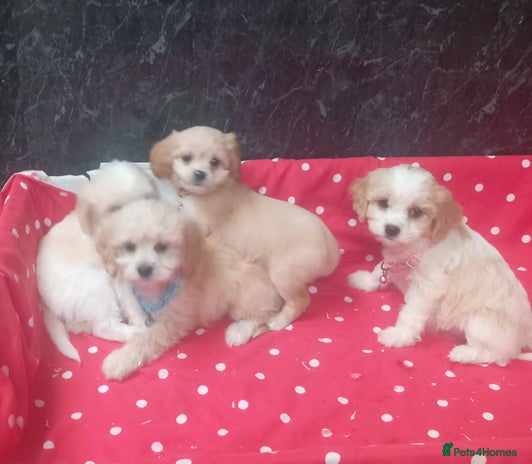 Cavapoo dogs - Advert 8