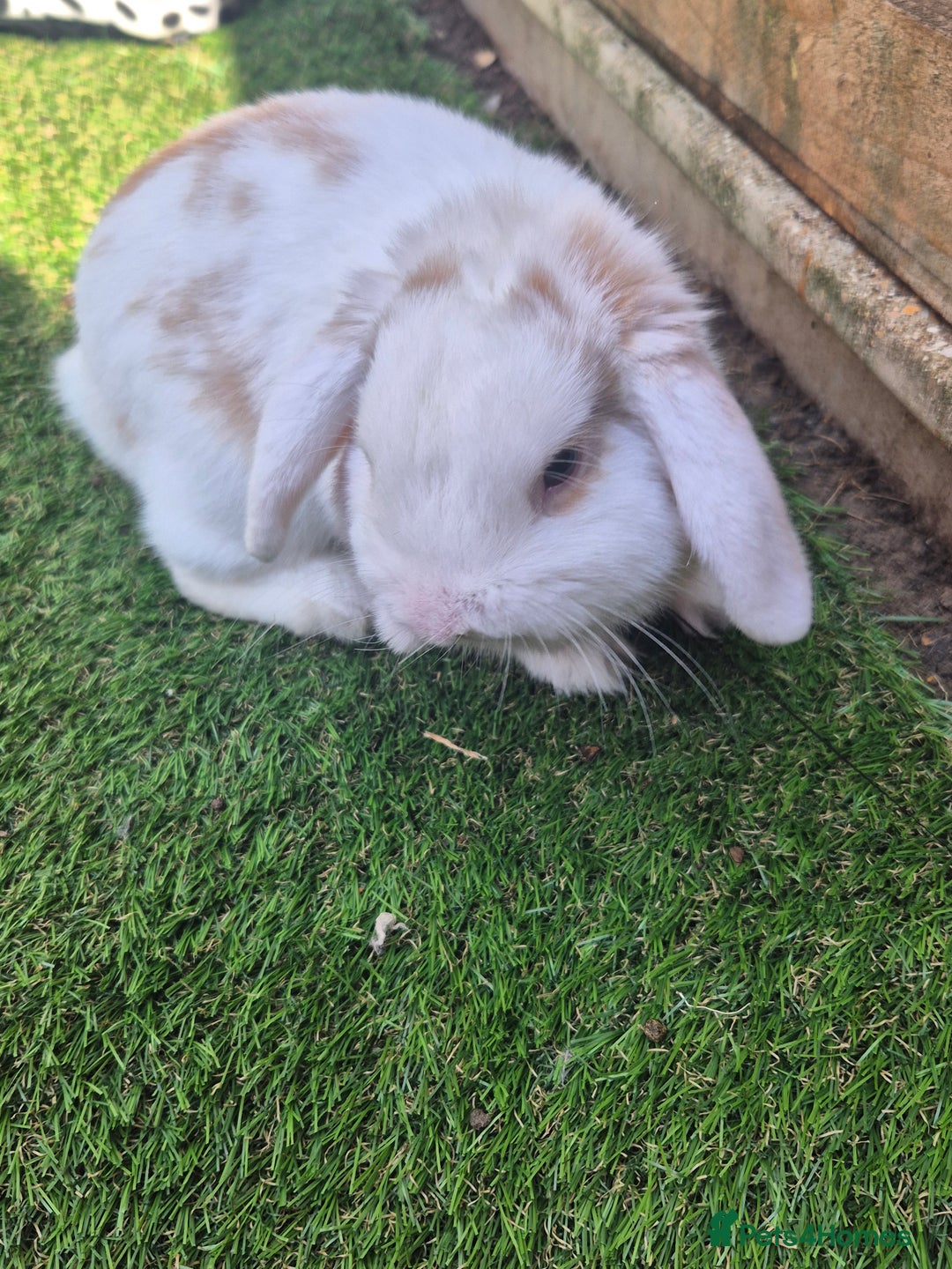 English Lop rabbits for sale: Stunning boy looking for a home  in Warlingham - Image 3