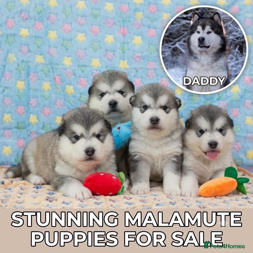 Alaskan Malamute dogs Pedigree Alaskan Malamute puppies  - Advert 1