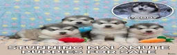 Alaskan Malamute dogs for sale: Pedigree Alaskan Malamute puppies  - Advert 1