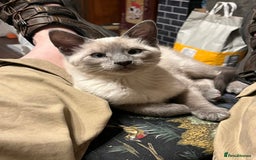 Oriental cats for sale: 5 STUNNING RAGAMESE KITTENS - Image 13
