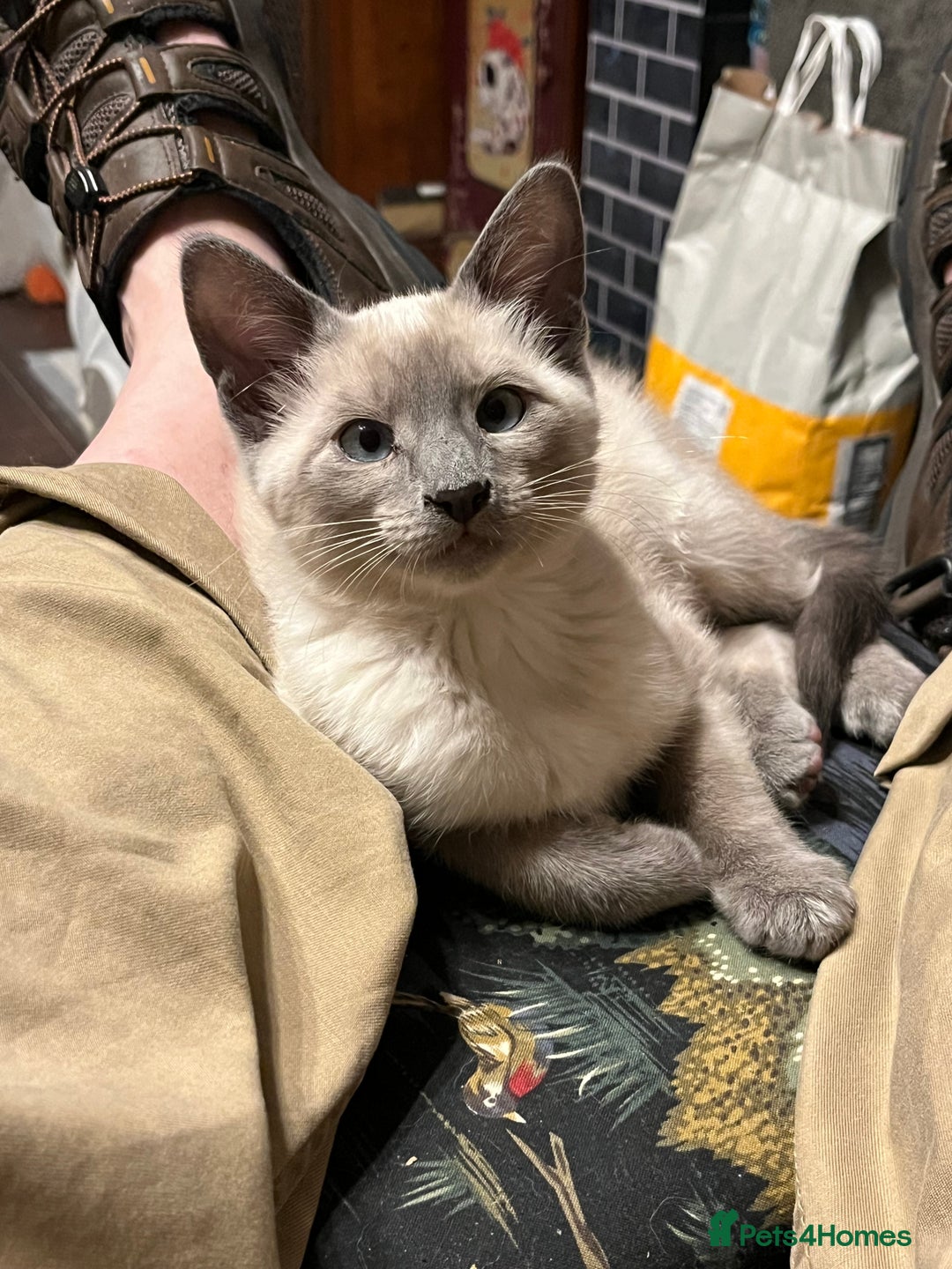 Oriental cats for sale: 5 STUNNING RAGAMESE KITTENS - Image 13