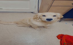 Golden Retriever dogs for sale: 8 month old Golden Retriever puppy - Image 1