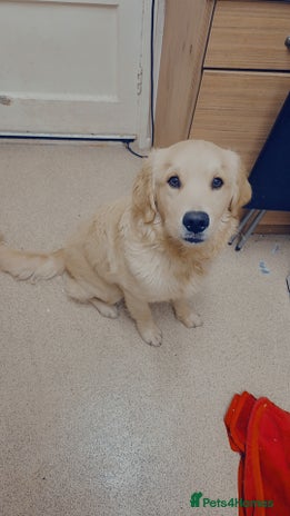 Golden Retriever dogs - Advert 1