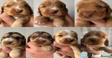 Cocker Spaniel dogs - Advert 7