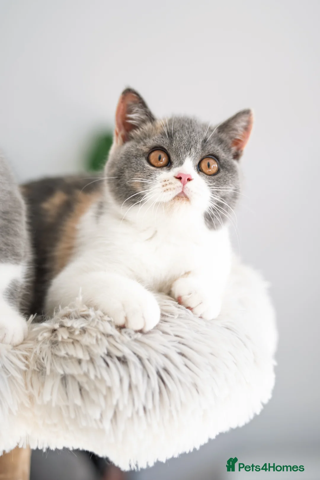 British Shorthair cats for sale: GCCF and TICA Registered -Show Quality BSH. - Advert 2