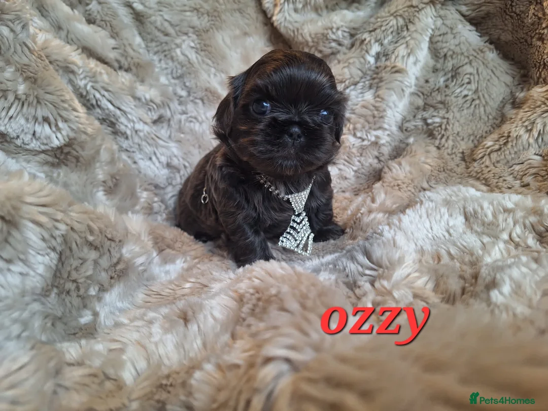 Shih Tzu dogs for sale: Beautiful Imperial Shih Tzus  - Advert 8