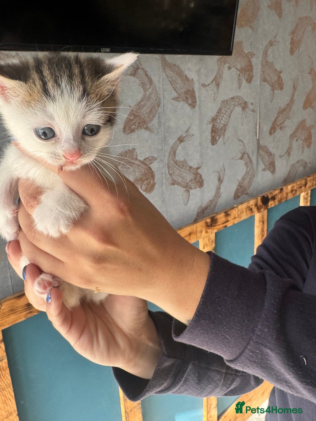 Mixed Breed cats for sale: *******1 adorable kitten left***** - Advert 6