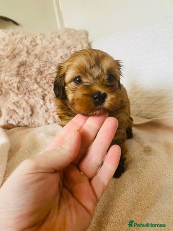 Havanese dogs - Advert 1