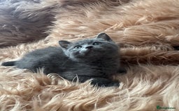 Ragdoll cats for sale: Ragdoll X  - Advert 4