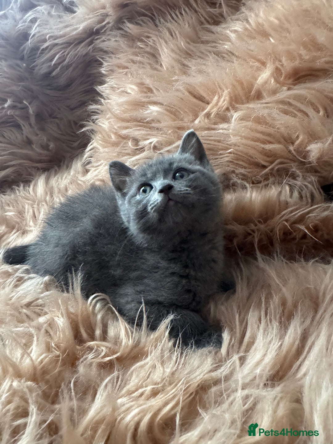 Ragdoll cats for sale: Ragdoll X  - Advert 4