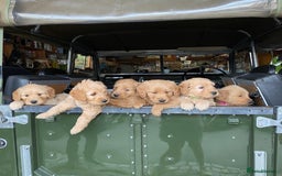 Goldendoodle dogs for sale: Golden doodle puppies ready 12th September  - Image 2