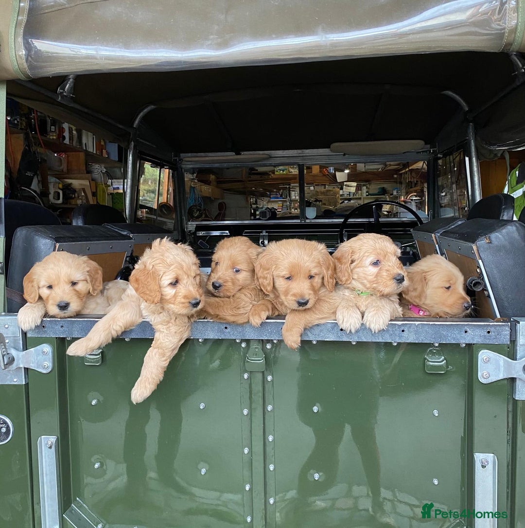 Goldendoodle dogs for sale: Golden doodle puppies ready 12th September  - Image 2