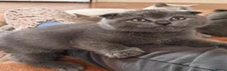 Scottish Fold cats for sale: Scottish fold kittens - Advert 6