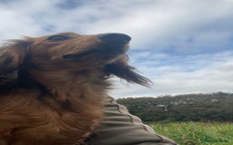 Miniature Dachshund dogs for sale: Miniature dachshund  - Image 3