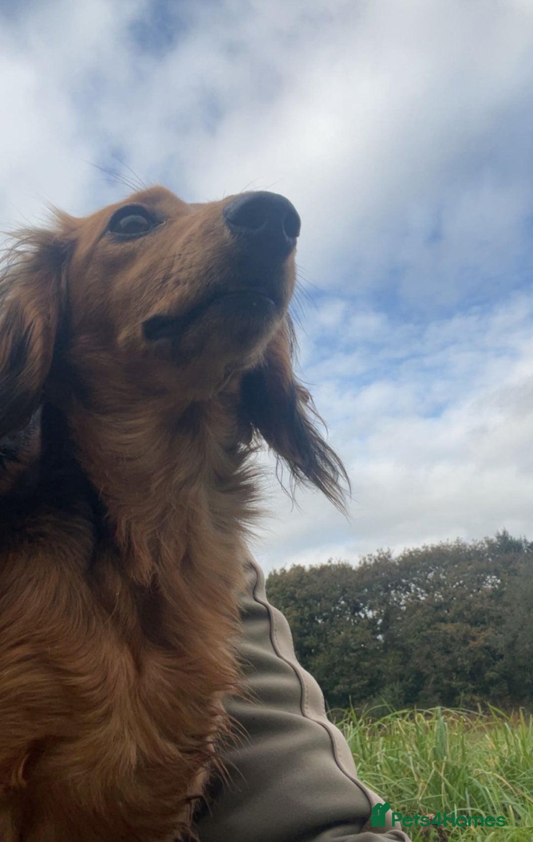 Miniature Dachshund dogs for sale: Miniature dachshund  - Image 3