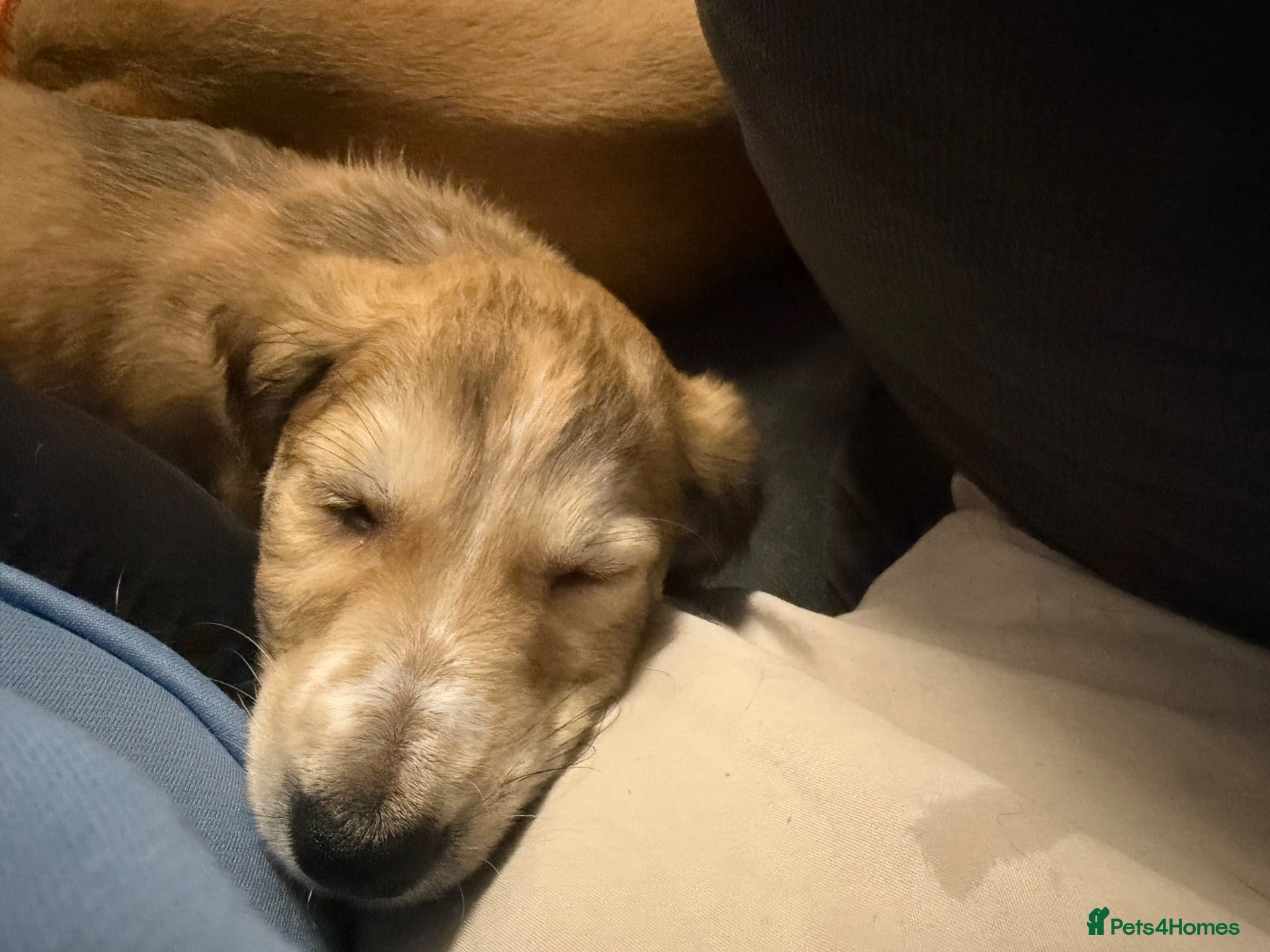 Saluki dogs for sale: *ONLY 2 BOYS LEFT* DWKC registered Saluki puppies. - Advert 10