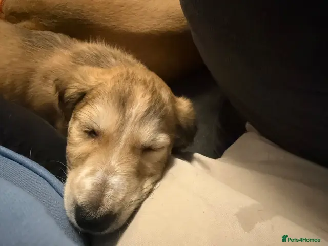 Saluki dogs for sale: *ONLY 2 BOYS LEFT* DWKC registered Saluki puppies. - Advert 10