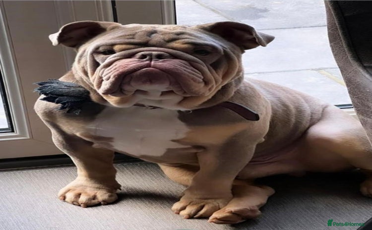 English Bulldog dogs - Advert 2