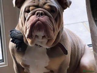 English Bulldog dogs 3 Year old English Bulldog. - Advert 8