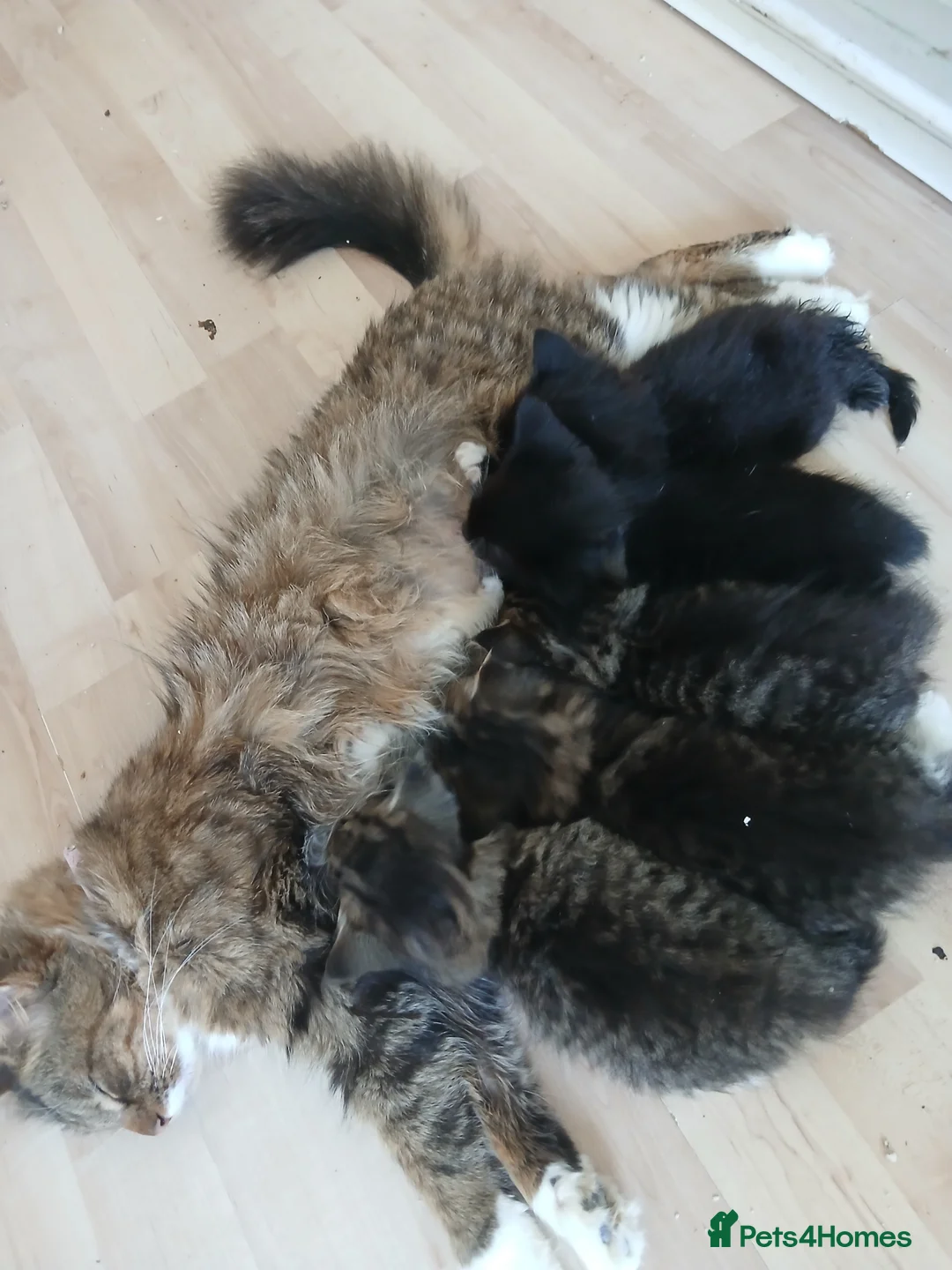 Mixed Breed cats for sale: Long haired kittens - Advert 1