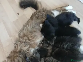 Mixed Breed cats Long haired kittens - Advert 14