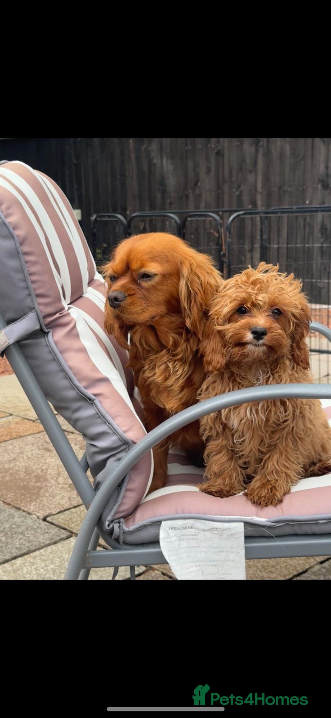 Cavapoo dogs for sale: Beautiful cavapoo puppies  - Image 4