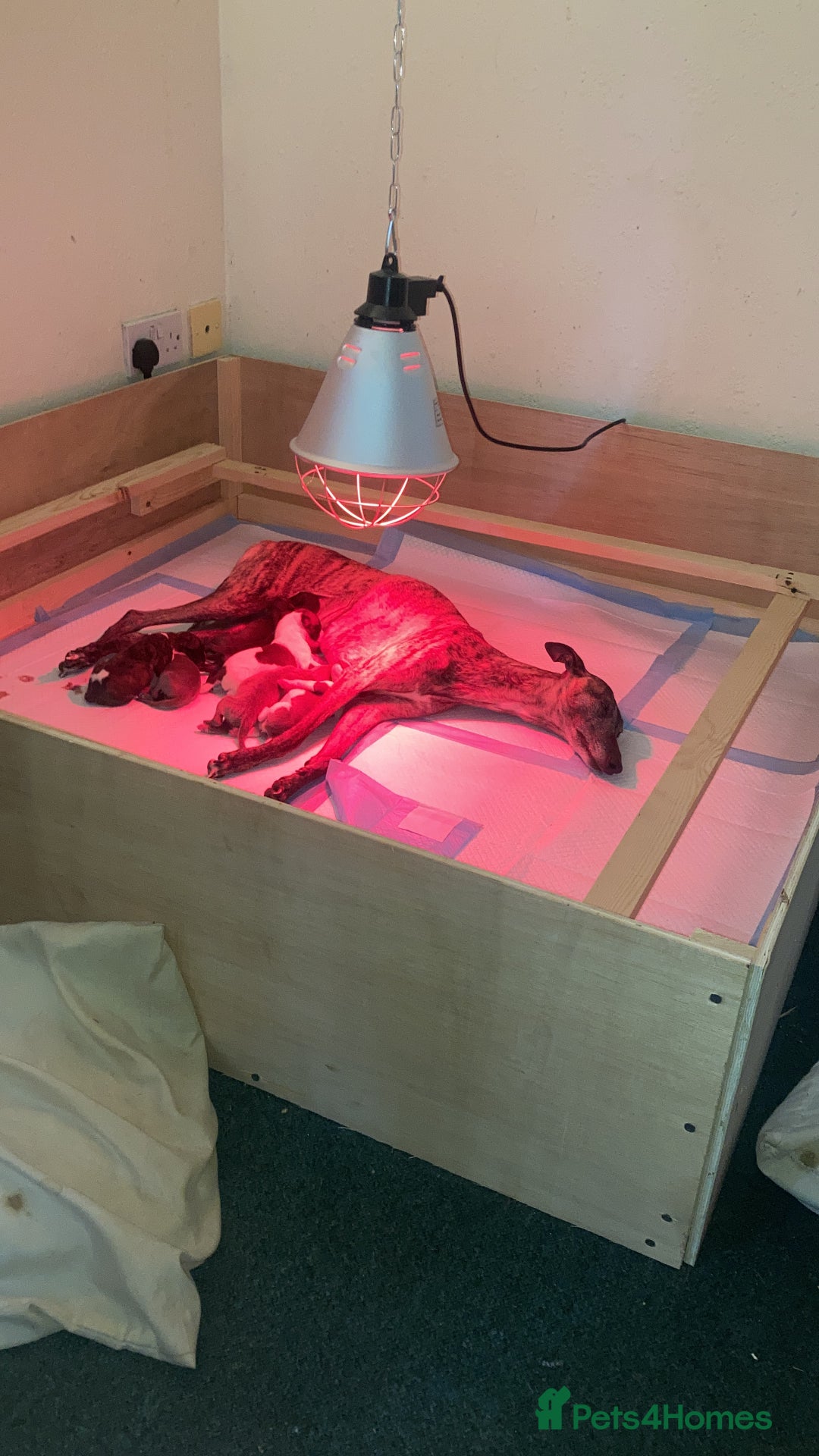 Whippet dogs for sale: Whippet pups  - Image 31