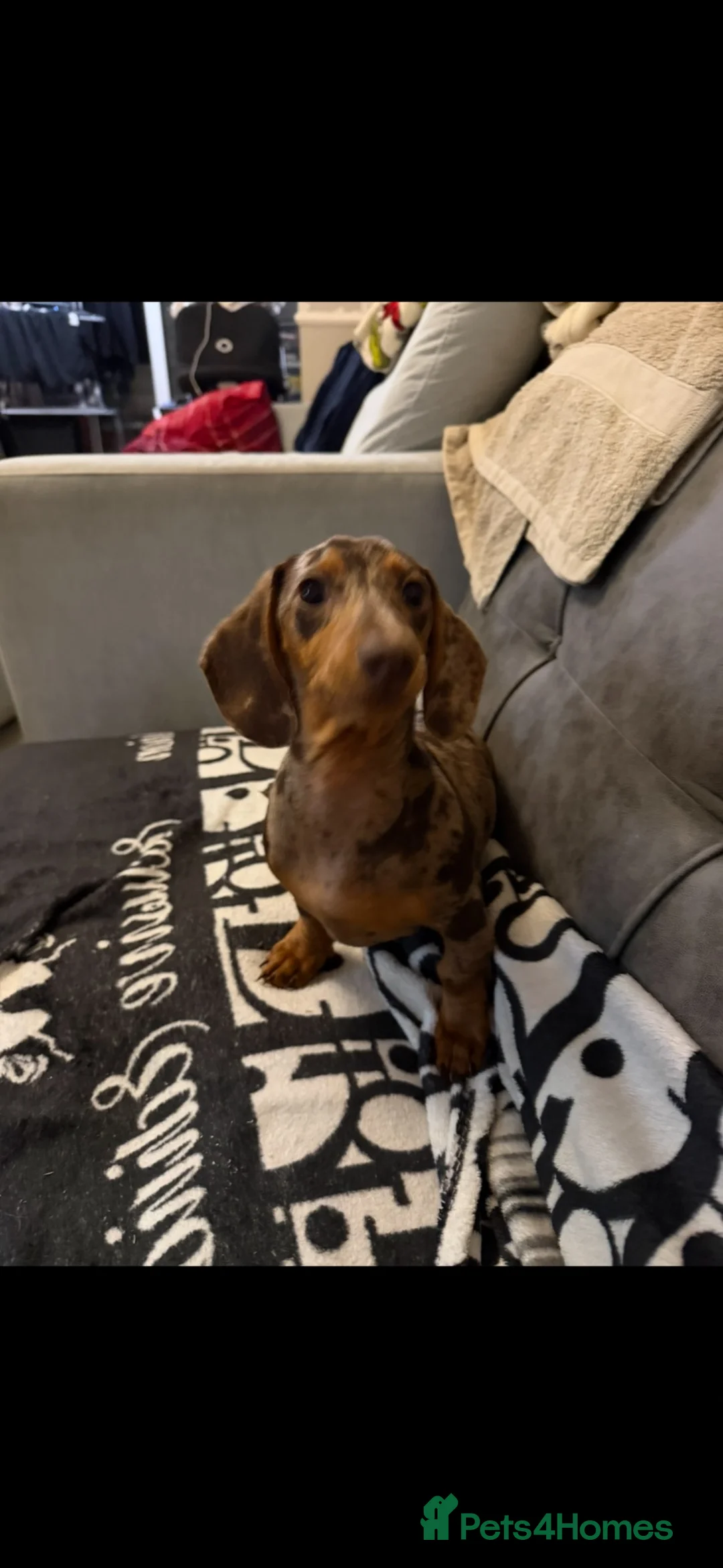 Dachshund dogs for sale: Pickles  - Advert 2