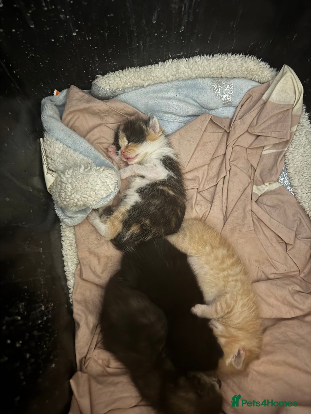Mixed Breed cats for sale: Kittens - Image 9