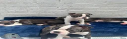 Boston Terrier dogs for sale: Brindle Boston terrier KC puppies  - Advert 12