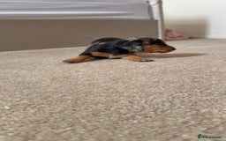 Dachshund dogs for sale: We have 6 beautiful dachshund puppy’s  - Image 7