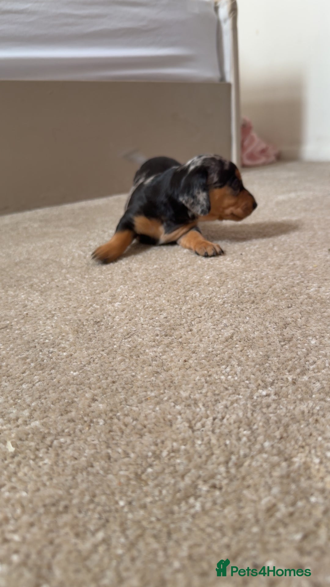 Dachshund dogs for sale: We have 6 beautiful dachshund puppy’s  - Image 7