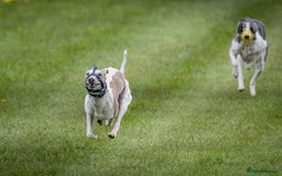 Whippet dogs for stud: Beautiful Whippet Dodger for STUD | Unproven - Image 4