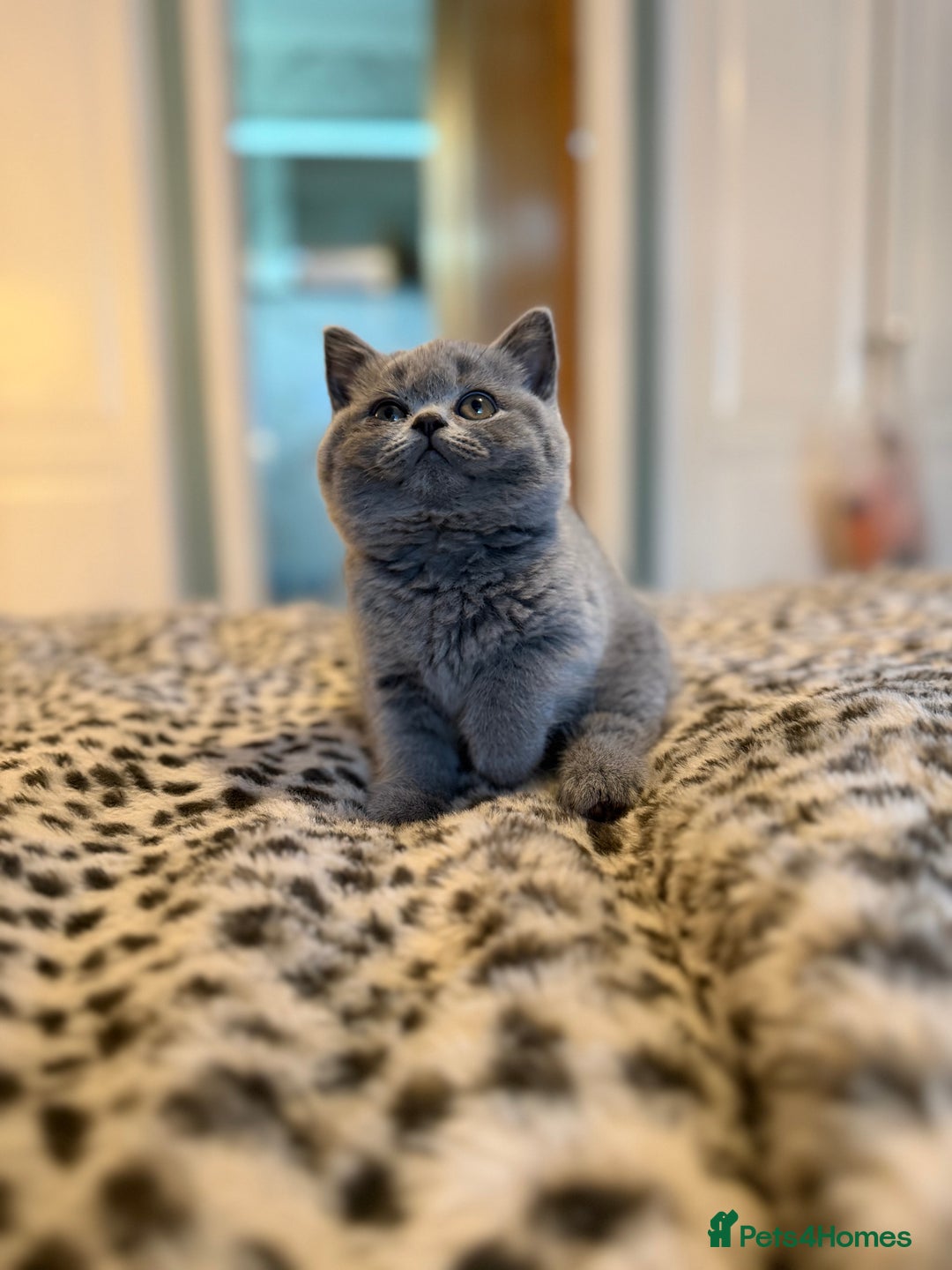 British Shorthair cats for sale: 3 Plush British shorthair kittens ❤️ - Advert 3