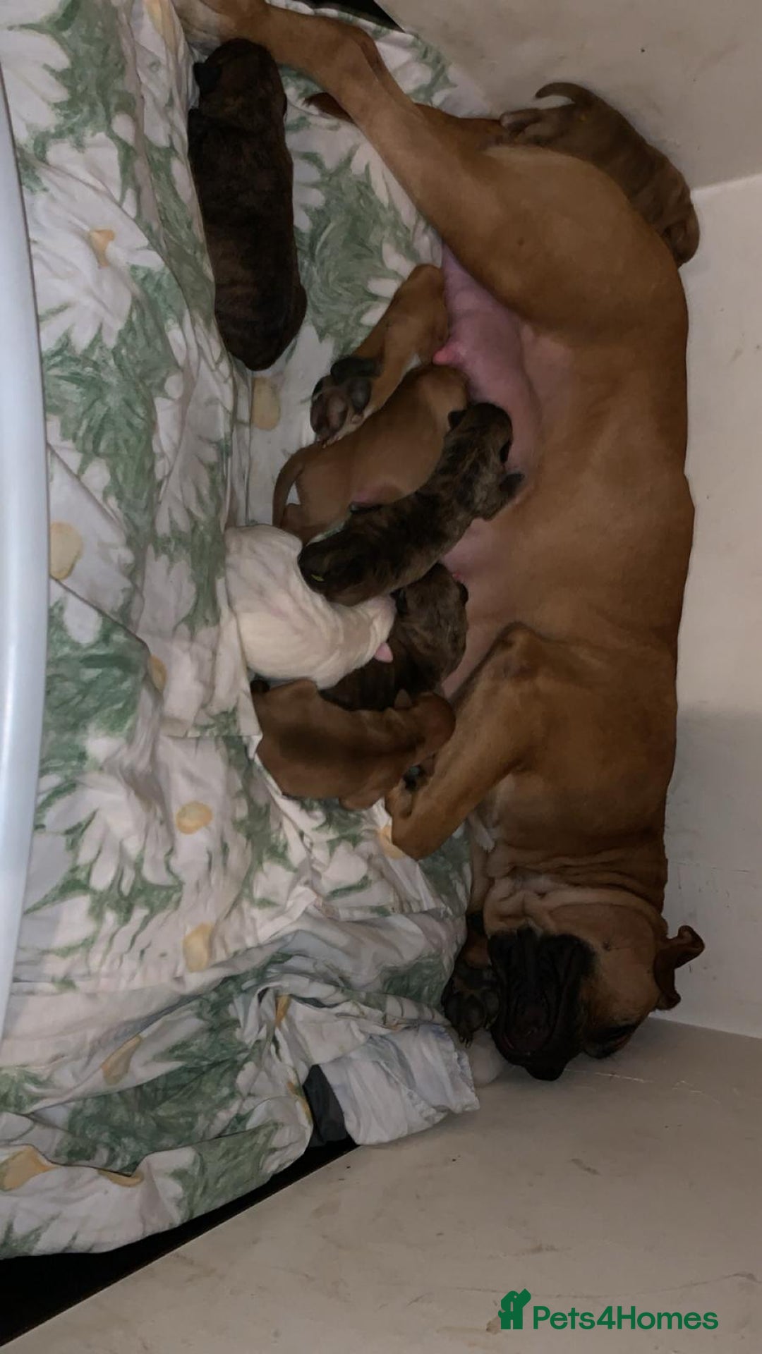 Mixed Breed dogs for sale: Bullmastiff x mixed breed  - Image 13