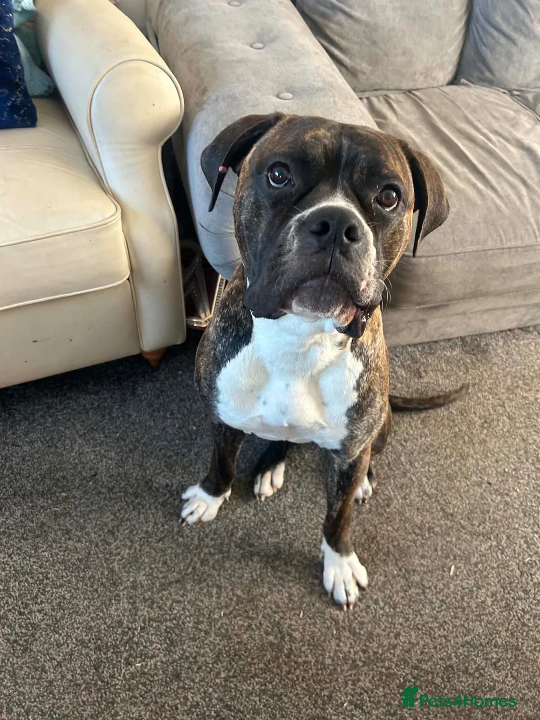 Mixed Breed dogs for sale: Luna for sale  in Newcastle upon Tyne - Advert 2