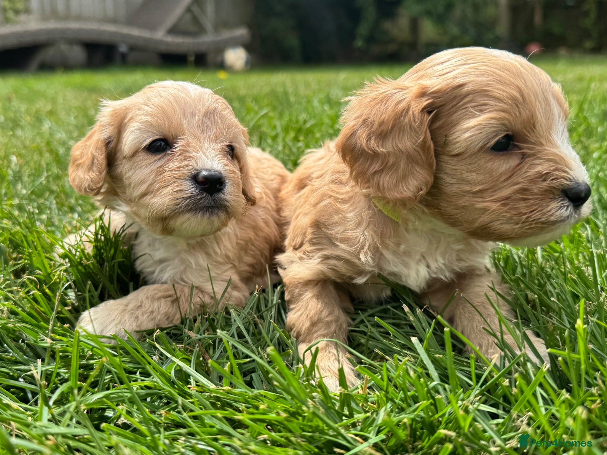 Cavapoo dogs F1 cavapoo males 💙💚 - Advert 1