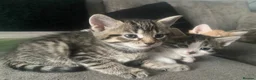 Mixed Breed cats for sale: Gorgeous kittens - Advert 5