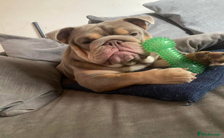 English Bulldog dogs - Advert 1