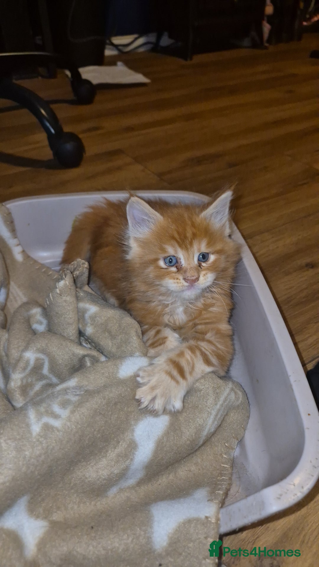 Maine Coon cats for sale: Russian /xxl maine coon - Advert 12