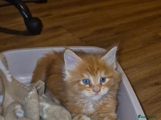 Maine Coon cats Russian /xxl maine coon - Advert 5