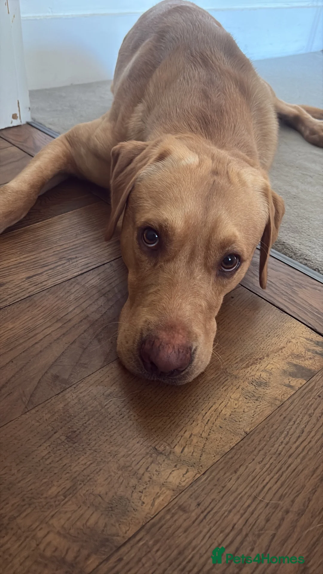 Labrador Retriever dogs for stud: Red Fox Labrador for STUD in Dorking - Advert 2