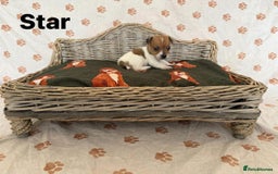 Jack Russell dogs for sale:  JACK RUSSELL PUPPIES READY NOW  - Image 8