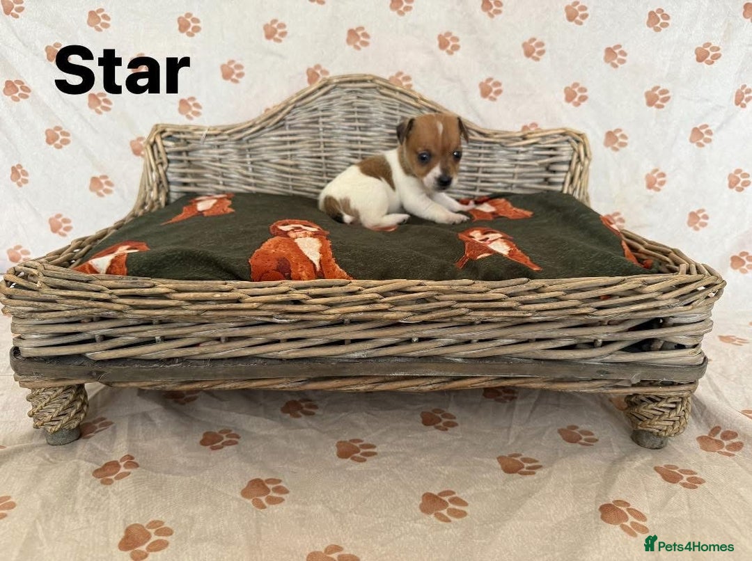 Jack Russell dogs for sale:  JACK RUSSELL PUPPIES READY NOW  - Image 8