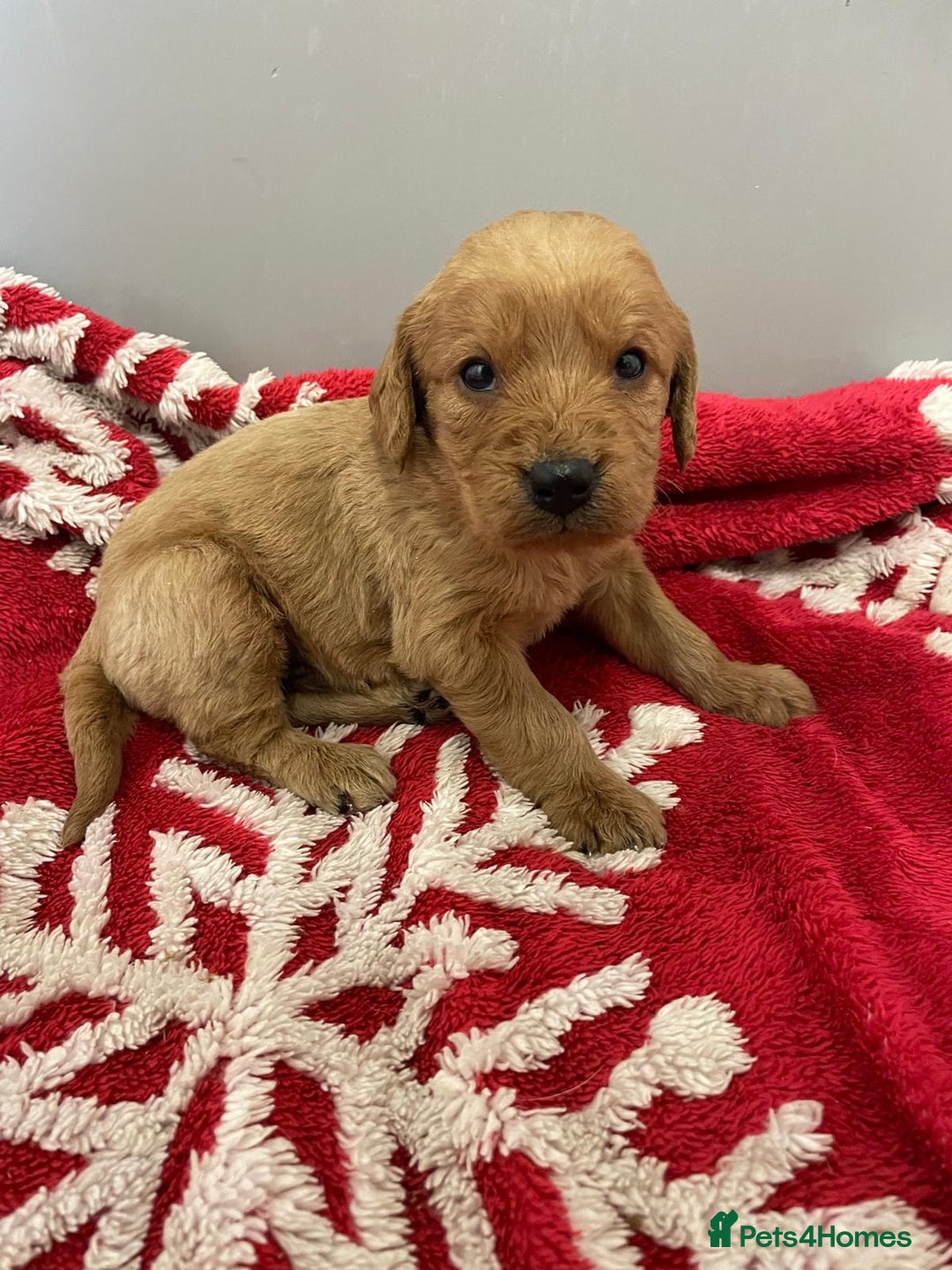 Labradoodle dogs for sale: F1 Labradoodle Puppies  - Advert 13