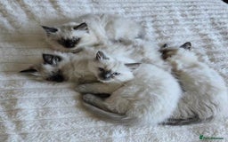 Ragdoll cats for sale: active pure Ragdoll kittens for sale - Image 4