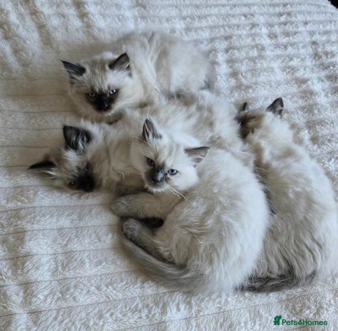 Ragdoll cats for sale: active pure Ragdoll kittens for sale - Image 4