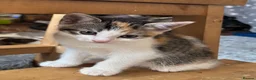 Mixed Breed cats for sale: 2 x kittens - Advert 7