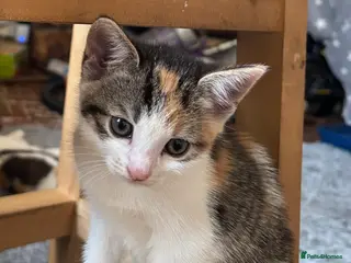 Mixed Breed cats 2 x kittens - Advert 13